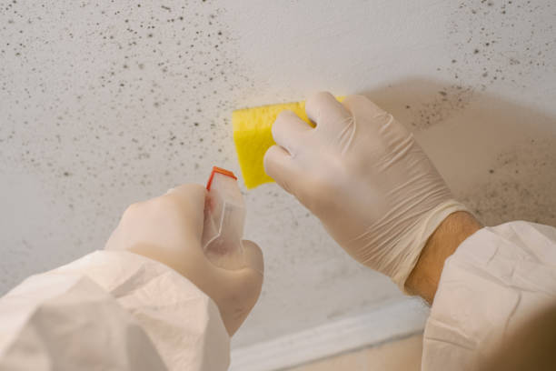  , USA Mold Removal Pros